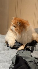 Persian cat rests on purse in Barcelona bedroom