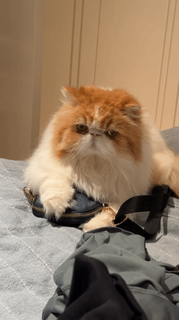 Persian cat rests on purse in Barcelona bedroom