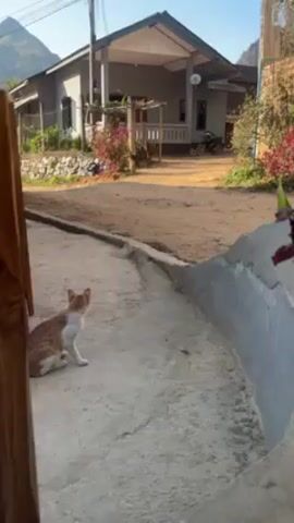 The video shows a tan and white cat sitting on a concrete path, looking to the left. Behind the cat, the path turns into a dirt road lined with vegetation on the left and a short, concrete wall on the right. Across the road is a one-story house with a gray exterior, a porch, and a satellite dish on the roof. A man in jeans and a dark shirt walks toward the camera on the dirt road, from the left toward the house. In the distance, a mountain is visible. The sky is clear and blue. A wooden frame is visible on the left side of the frame, partially obscuring the view.