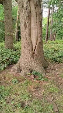 The video shows a large tree with a split down its trunk. The tree is in a forest, with other trees and greenery visible in the background. The video pans up the trunk of the tree, showing the texture of the bark and the depth of the split. The split appears to have been caused by natural causes, such as lightning or wind. The tree is likely old and has survived many years, as evidenced by its size and the presence of the split.