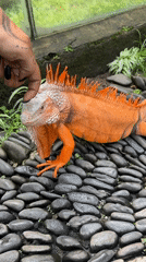 Reptile encounters documented in Sukawati, Indonesia within minutes