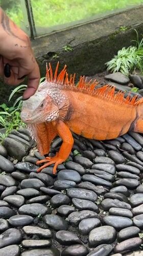 Reptile encounters documented in Sukawati, Indonesia within minutes
