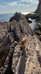 Dog walks coastal rocks as boats traverse Montenegrin waters