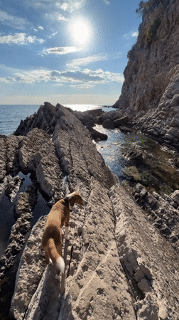 Dog walks coastal rocks as boats traverse Montenegrin waters