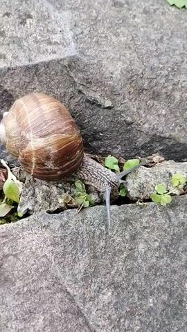 A snail with a brown, spiraled shell is crawling on a rough, gray stone surface. Small green plants are visible around the snail. The snail's body is light brown and textured, and it has two antennae extended. The camera is positioned overhead, looking down at the snail.