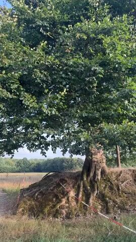 The video shows a large tree with exposed roots sitting on a mound of earth. The tree is surrounded by grass and dry vegetation. The mound of earth appears to have been partially eroded or excavated, revealing the tree's root system. A red and white striped tape is visible around the mound, possibly indicating a barrier or warning. In the background, there is a field with some distant trees and a clear blue sky. The camera pans slightly to reveal more of the surrounding landscape, including a pathway or dirt road to the left of the tree. The overall scene suggests a natural environment, possibly a park or a rural area, where erosion has impacted the base of the tree.