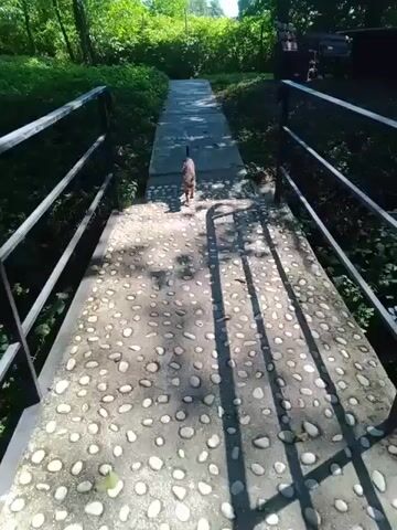 A cat walks across a bridge covered in round stones. The bridge has metal railings on either side. The cat is walking away from the camera and towards a path lined with trees and bushes. The sun is shining and casting shadows on the bridge.