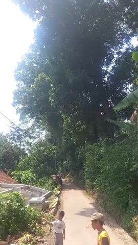 Two young boys stand on a narrow, sun-drenched road flanked by lush vegetation. One boy wears a white shirt and grey shorts, while the other is in a yellow shirt and a cap. A motorcycle is parked further up the road, partially obscured by trees. The camera pans to the right, revealing houses under construction, their concrete frames standing stark against the green foliage. Beyond the houses, coconut trees sway in the breeze, with a view of a body of water in the distance. The scene is bright, with a clear sky overhead.