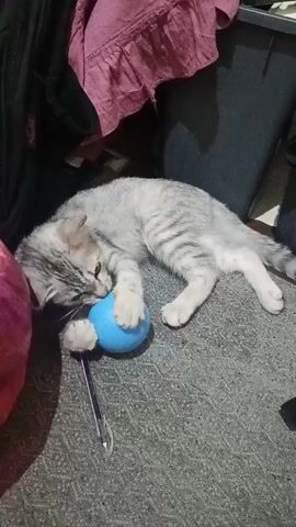 A grey and white tabby cat is lying on its side on a grey carpet. A blue ball is positioned on the carpet in front of the cat. The cat’s paws are extended towards the ball. A black pen lies on the carpet to the left of the ball. In the background, a pink garment is draped over a dark object, and a dark bag is visible.