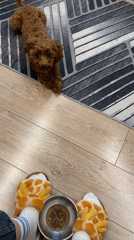 Woman plays with puppy and cat in Sofia apartment