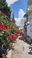 Morning scenes captured in Da Lat's flower fields and streets