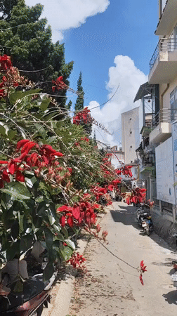 Morning scenes captured in Da Lat's flower fields and streets