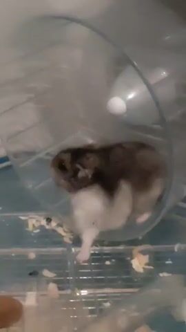 A hamster runs on a wheel inside a cage. The hamster is gray and white. The cage has wood shavings and some food. The video is blurry and shaky.