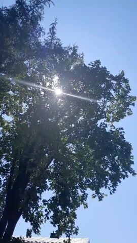 The video begins with a bright sun shining through the leaves of a large green tree. The sky is clear and blue. The camera pans slightly, revealing more of the tree's branches and foliage. Towards the bottom of the frame, a dark roof is partially visible. The sun's rays create a lens flare effect in the upper left portion of the image. The overall impression is a sunny day with lush greenery.