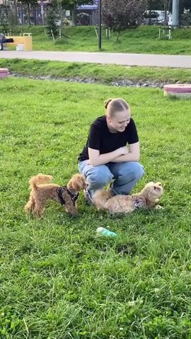 A young woman with blonde hair pulled back in a bun, wearing a black t-shirt and blue jeans, kneels on a grassy field. She is smiling and looking down at two small dogs. One dog, a reddish-brown poodle, stands facing her. The other dog, a tan-colored dog with fluffy fur, is lying on its back. To the right of the dogs, a tan poodle with a styled mane stands looking towards the other dogs. The field is covered in green grass with some patchy areas. In the background, a paved path runs horizontally, and beyond that are trees and some distant buildings. There are also some pink and white objects scattered on the grass, possibly toys. The overall scene depicts a playful interaction between the woman and the dogs in an outdoor park setting.