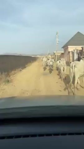 The video shows the view from the dashboard of a car driving down a dusty dirt road. A herd of white cattle with horns are walking down the middle of the road, directly in front of the car.  There is a long brick wall on the left side of the road.  On the right side of the road is a residential area with houses and telephone poles. The sky is lightly overcast.