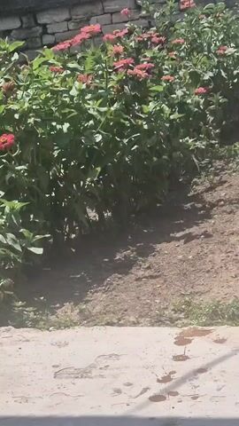 A row of pink zinnias with green foliage is seen in the upper portion of the frame. The flowers are in bloom, and some have vibrant red centers. The plants are growing along a stone wall. The ground in front of the flowers is dry dirt with some scattered patches of grass. In the foreground, a concrete surface with dark stains is visible. The scene appears to be outdoors in daylight.