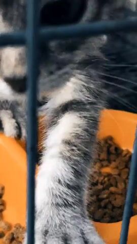 The video shows a close-up of a cat's face and fur behind a blue metal cage. The cat has grey and black striped fur and is looking directly at the camera with its eye visible. The background is blurred and appears to be an orange surface and some brown kibble in a dish.