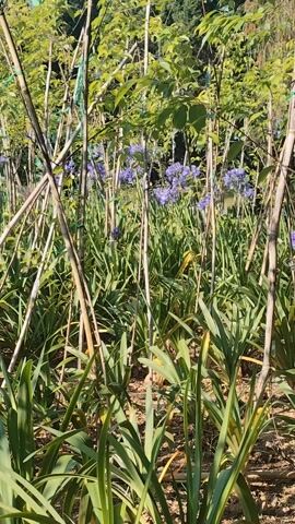 The video shows a garden area with blue Agapanthus flowers, long green foliage, and bamboo sticks used to support plants. The camera is stationary. The lighting is bright, suggesting a sunny day. There are trees in the background.