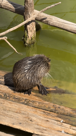 Coypu spotted on wooden platform in Bulgarian pond