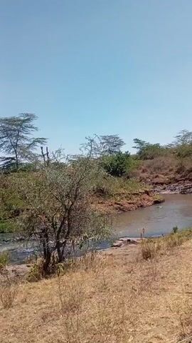 The video shows a river flowing through a dry landscape. The riverbanks are lined with vegetation, and the surrounding area is mostly brown grass and scattered trees. The sky is clear and blue. The camera pans slightly to the right, offering a wider view of the river and its surroundings. There are no people or animals visible in the video. The scene is peaceful and serene, depicting a natural environment with a river as its focal point.