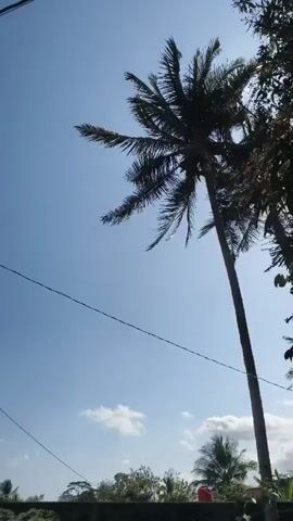 This is a vertical, low-angle shot looking up at a tall, slender coconut palm tree against a bright blue sky with a few wispy clouds. The palm tree is on the right side of the frame and is silhouetted against the sky. Its fronds are long and feathery, with some of them appearing wind-blown. To the left of the palm tree, a thin, dark wire runs diagonally across the frame from the top left corner to the bottom center. In the background, at the very bottom of the frame, a blurry line of green foliage and what appears to be a red object, possibly a bucket or barrel, can be seen. The lighting suggests a sunny day.