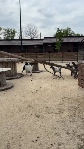 The video shows a sandy enclosure with several goats. There is a wooden table and a large branch laid across the ground, providing an area for the goats to climb or play around. Several goats, some white and black and others brown and white, are present in the enclosure. They appear to be interacting, with one goat nudging another. The enclosure is surrounded by a wooden fence and some buildings with brown roofs. The sky overhead is overcast.
