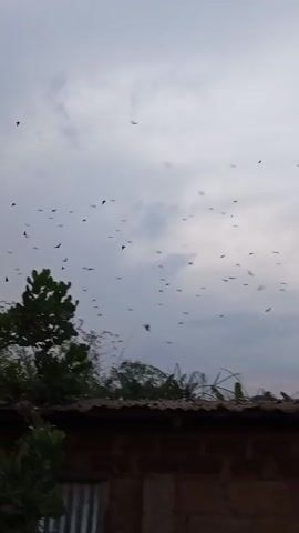 The video shows a cloudy sky filled with numerous birds flying around. Below the sky, there are some trees and a building with a corrugated iron roof.  There are also some electrical wires visible in the sky. The camera moves slightly, tracking the birds in the sky.  The light suggests it's either early morning or late afternoon.