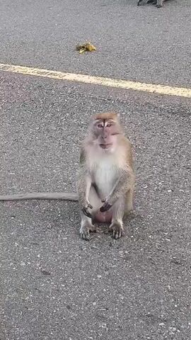 The video features a medium-sized monkey with light brown fur, initially sitting on a paved asphalt road. A yellow line is visible on the road surface, running behind the monkey. In the opening moments, a small cluster of yellowish material, possibly food scraps, lies on the road further away. The monkey then stands up, turns around, and moves slightly forward, showing its back to the camera, with its long tail resting on the ground. Green foliage, consisting of grass and bushes, lines the right side of the road. Another monkey is partially visible in the background, near the edge of the vegetation. The scene occurs during the day under natural light. The setting is a road in Lamtamot, Indonesia, where monkeys are present, suggesting a natural or semi-rural environment. There are no human subjects or visible text in the video.