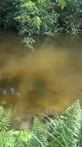 The video shows a murky brown pond surrounded by lush green foliage. Several fish are visible swimming near the surface and in the shallows. In the upper right quadrant of the pond, a turtle is seen swimming. The water appears to be quite shallow near the foreground where ferns are growing.