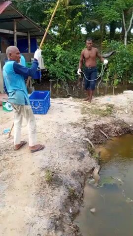 The video shows two men in an outdoor environment. The man on the left, wearing a blue shirt and white pants, holds a long bamboo pole. The man on the right, shirtless and wearing dark shorts, holds a rope. Both men appear to be interacting with something in the muddy water in the foreground. In the background, there is a small, dilapidated structure with a red roof. Several other people, including children, are visible near the structure. The environment is overgrown with vegetation.