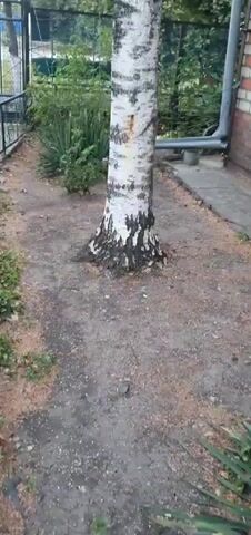 The video shows a birch tree in an outdoor setting. The tree has white bark with black markings and green leaves. It is located in what appears to be a backyard or garden, with a brick building and a fence visible in the background. The ground around the tree is covered with dirt and some dry leaves. The camera pans upwards, showing more of the tree and its branches against a cloudy sky. There are no people or animals visible in the video.