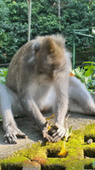 Macaques roam, eat, and groom at Ubud's Monkey Forest