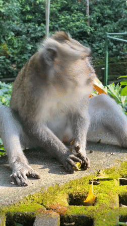Macaques roam, eat, and groom at Ubud's Monkey Forest