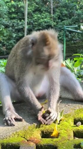 Macaques roam, eat, and groom at Ubud's Monkey Forest
