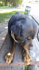 Woman enjoys sunny morning park outing with decorated Rottweiler