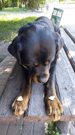 Woman enjoys sunny morning park outing with decorated Rottweiler
