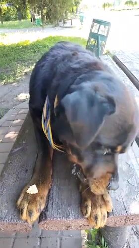 Woman enjoys sunny morning park outing with decorated Rottweiler