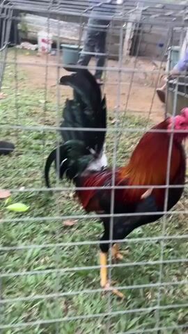 A rooster with red and black plumage is in a wire cage. A hand offers the rooster a piece of fruit, which the rooster eats. People are visible in the background. The ground is covered in grass.