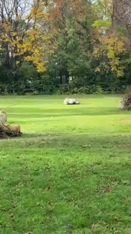 A pale tan kangaroo is lying down in a grassy field. It then runs toward the camera and stops, standing upright. A forest stands in the background.