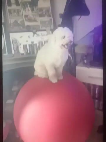 A small white dog is perched on top of a large red ball. The dog is looking down and appears to be panting, with its tongue slightly extended. Behind the dog and the ball, there are shelves with various items on them, including framed pictures and bottles. The overall environment appears to be indoors, possibly a room in a house. The lighting is somewhat dim, with some light coming from the right side of the frame.