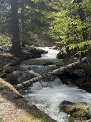 Dog walker documents forest stream and trails near Bistritsa