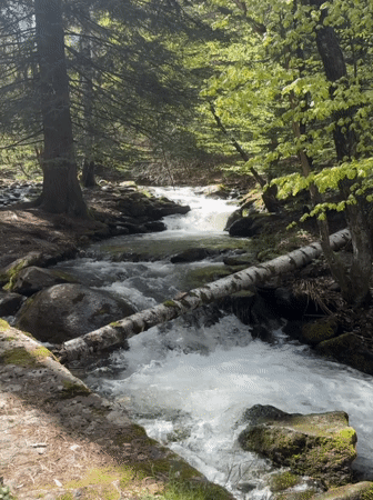 Dog walker documents forest stream and trails near Bistritsa