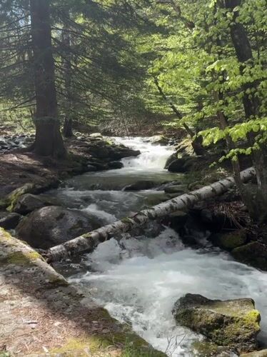 Dog walker documents forest stream and trails near Bistritsa