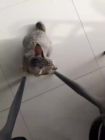 A tabby cat is shown on a light-colored tiled floor. The cat is positioned between two dark, curved objects which appear to be parts of chairs. The cat is looking downwards, with its head in contact with one of the chair parts. The lighting casts shadows of the chairs onto the floor. The cat is moving its head and body slightly as the video progresses.