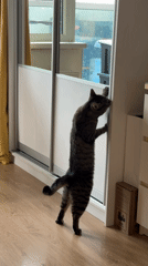 Tabby cat morning routine in Saint Petersburg apartment
