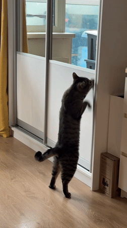 Tabby cat morning routine in Saint Petersburg apartment