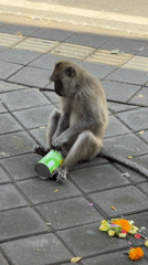 Ubud villa morning: pool, rice paddy views, and a Pringles-stealing monkey