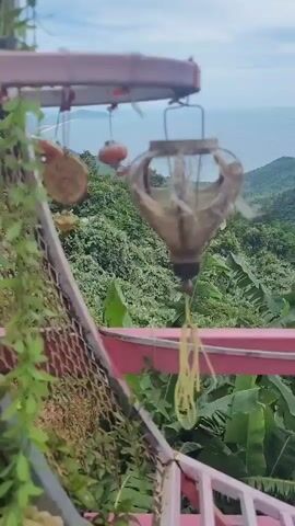 The video captures a close-up view of a decorative hanging object with a wire mesh cage structure, suspended from a pink railing. Behind the object, lush green foliage dominates the scene, with banana trees clearly visible. The backdrop features a scenic view of rolling hills covered in dense vegetation that slopes down towards a vast expanse of ocean under a cloudy sky. A subtle breeze causes the hanging object and greenery to sway gently.