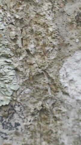 The video shows a close-up view of a textured surface, likely a tree bark or rock, covered with patches of lichen. Several small, thin insects, possibly gnats or midges, are seen flitting about near the surface. The texture is rough and uneven, with various shades of gray and brown.